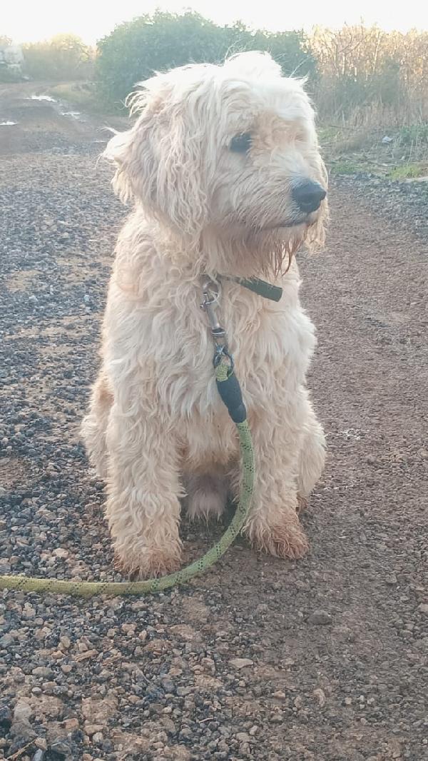 Fluffly, un barbonicino tenerissimo Foto 3